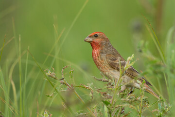 Common Rosefinch Erythrinus carpodacus Bird, small migratory bird in red feathers, male summer time Poland, Europe