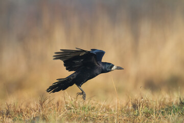 Bird Rook corvus frugilegus landing, black bird in winter time, Poland Europe