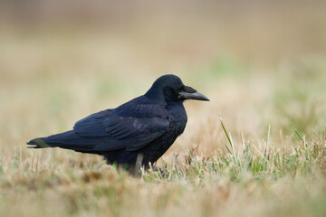 Bird Rook corvus frugilegus landing, black bird in winter time, Poland Europe