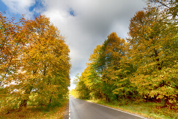 Obraz premium Landscape autumn road with colourful trees, autumn Poland, Europe and amazing blue sky with clouds, sunny day