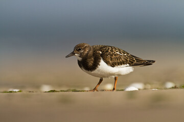 bird - Ruddy Turnstone migratory Arenaria interpres shorebird, migratory bird, Poland Europe Baltic Sea