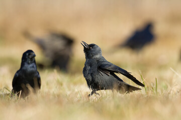 Bird - Jackdaw Corvus monedula, Poland Europe