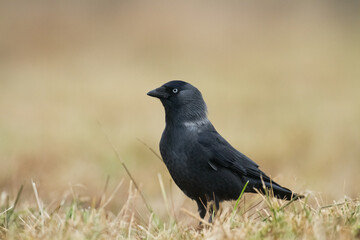 Bird - Jackdaw Corvus monedula, Poland Europe