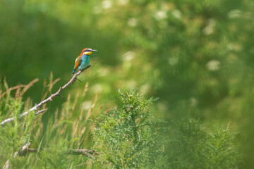 Merops apiaster - Vlha Pestra colorful bird in wild nature on meadow in sunny weather with beautiful bokeh