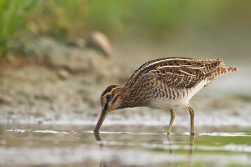 Shore bird Common snipe Gallinago gallinago small bird with long beak, Poland Europe