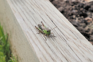 Insect - grasshopper. Insects in the wild. Biology