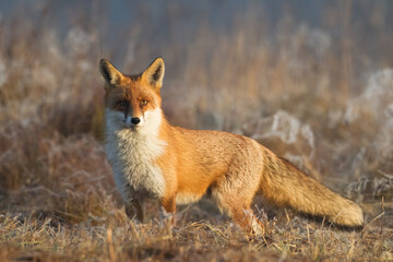 Fox Vulpes vulpes in autumn scenery, Poland Europe, animal walking among autumn meadow in amazing warm light