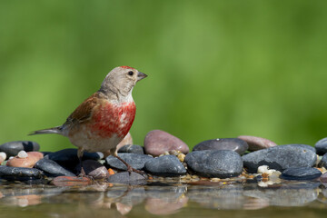 Bird Linnet Carduelis cannabina male, bird is bathing, summer time Poland, Europe green background