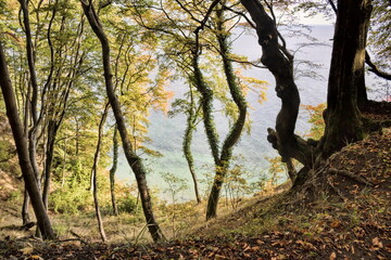 Fototapeta na wymiar sassnitz, deutschland - steilküste mit bäumen auf der insel rügen