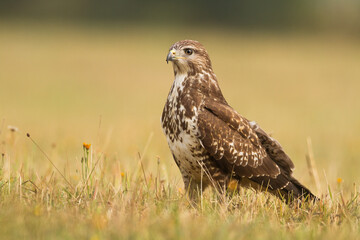 Common buzzard (Buteo buteo) in the fields, buzzards in natural habitat, hawk bird on the ground, predatory bird close up