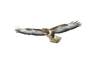 Birds of prey - Common buzzard Buteo buteo in the fields in, buzzards in natural habitat, hawk bird, predatory bird close up flying bird isolated on white background