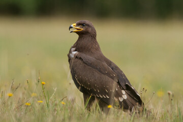 Birds of prey - Lesser Spotted Eagle ( Aquila pomarina )