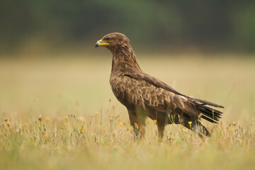 Birds of prey - Lesser Spotted Eagle ( Aquila pomarina )
