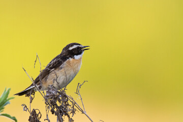Bird Whinchat Saxicola rubetra - bird sitting on the weed, male, amazing background with warm light summer time Poland, Europe
