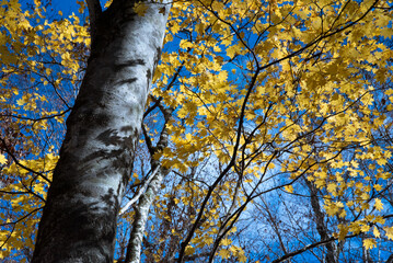 秋の風景。青空