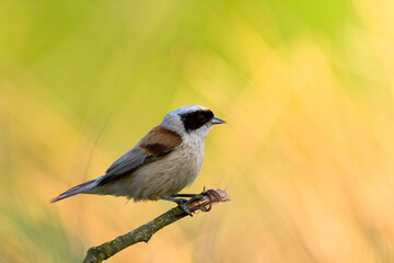 Obraz premium Bird Remiz pendulinus Penduline Tit perched on tree Poland Europe