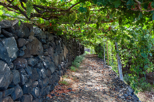 Bunches of grapes in the wine and fruit growing area of Faj&atilde; dos Padres, Madeira, Portugal, Europe