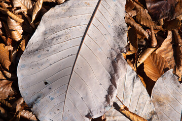 地面に落ちる大きい葉っぱ