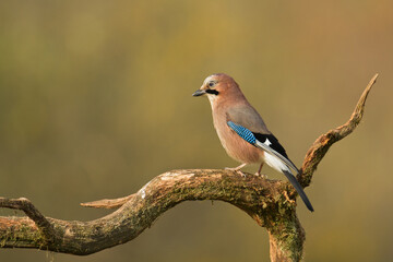 Obraz premium Bird Eurasian Jay Garrulus glandarius sitting on the branch Poland, Europe 