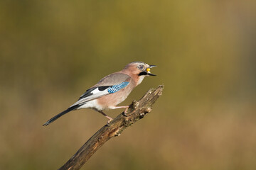 Bird Eurasian Jay Garrulus glandarius sitting on the branch Poland, Europe	