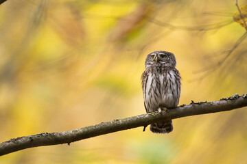Pygmy owl (Glaucidium passerinum) little owl natural dark forest north parts of Poland Europe	