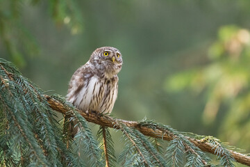 Pygmy owl (Glaucidium passerinum) little owl natural dark forest north parts of Poland Europe	