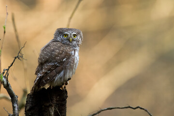 Pygmy owl (Glaucidium passerinum) little owl natural dark forest north parts of Poland Europe	