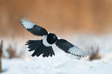 Bird - Common magpie Pica pica flying bird, very smart and clever bird with black and white plumage on brown background	