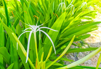 Hymenocallis caribaea caribbean spider-lily unique white flower Tulum Mexico.