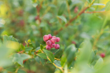 Ripe blueberries on a bush on a nature background. Vitamins, cultivation, harvest, vegetarian concept. Plantation of blueberry cultivated at bio farm