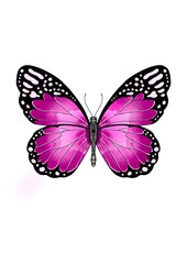 Pink and purple butterfly isolated on white background