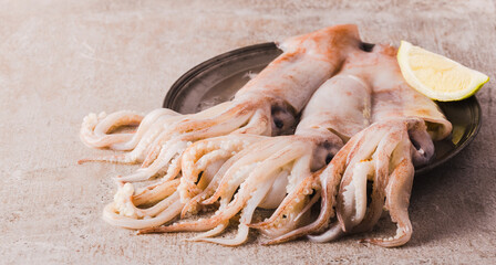 Fresh squids octopus or cuttlefish. Raw squids on plate copy space background, seafood raw squids.