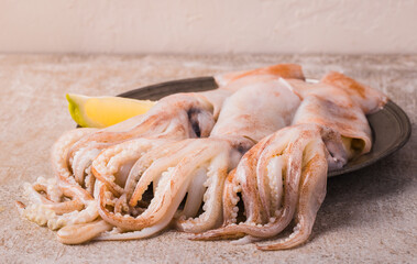 Fresh squids octopus or cuttlefish. Raw squids on plate copy space background, seafood raw squids.