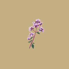 Origanum vulgare. Medicinal flower. oregano Botanical, garden illustrations. Lilac flowers. Vector blooming twig