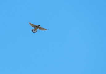 Photo shows a common kestrel bird flying in the blue sky.