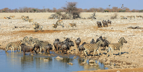 A large herd of Zebra and Blue Wildebeest at Okakeujo Waterhole in Etosha National park, Heat Haze is visible.