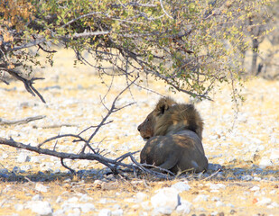 Male Lion shading under a small bush after feasting on a recent kill.  Etosha National Park, Namibia