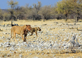 A collared Lioness walking with another out of focus lion in the background - near to Ombika in Etosha National Park, Namibia, Southern Africa