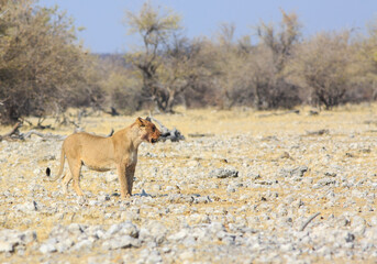 A lone Lioness walking near Ombika Waterhole.  Heat Haze and sand particles are visible due to the immense heat at this time of year.