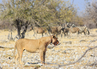 A collared Lioness walking near Ombika Waterhole in Etosha, with a herd of out of focus zebra in...