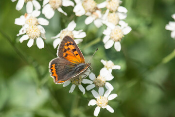 Kleiner Feuerfalter (Schmetterling) auf weißen Blüten
