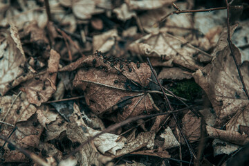 ants of fall