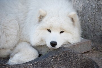 White Samoyed puppy sits in the courtyard. Dog in nature, a walk