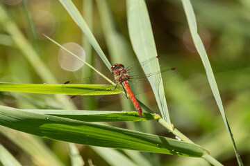 Rote Heidelibelle im Schilf