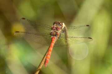 Rote Heidelibelle - Blick auf deren Rücken 