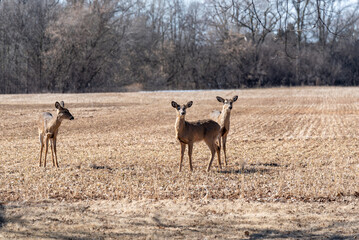 Naklejka na ściany i meble Urban Deer Gather In A Local Field In Spring
