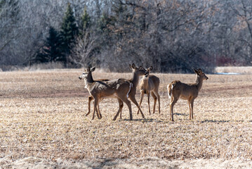 Urban Deer Gather In A Local Field In Spring