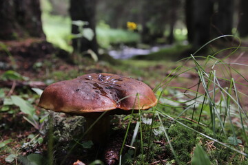 Beautiful brown king bolete with bright cap