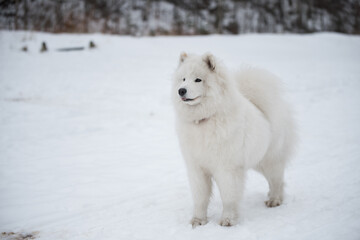 Samoyed white dog is on snow Saulkrasti beach in Latvia