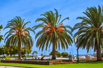 Fototapeta na wymiar Date palms on the promenade at the port of Funchal, Madeira, Portugal,Europe